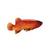 Pure Copper Painted Tabletop Red Arowana Fish For Desktop Decoration